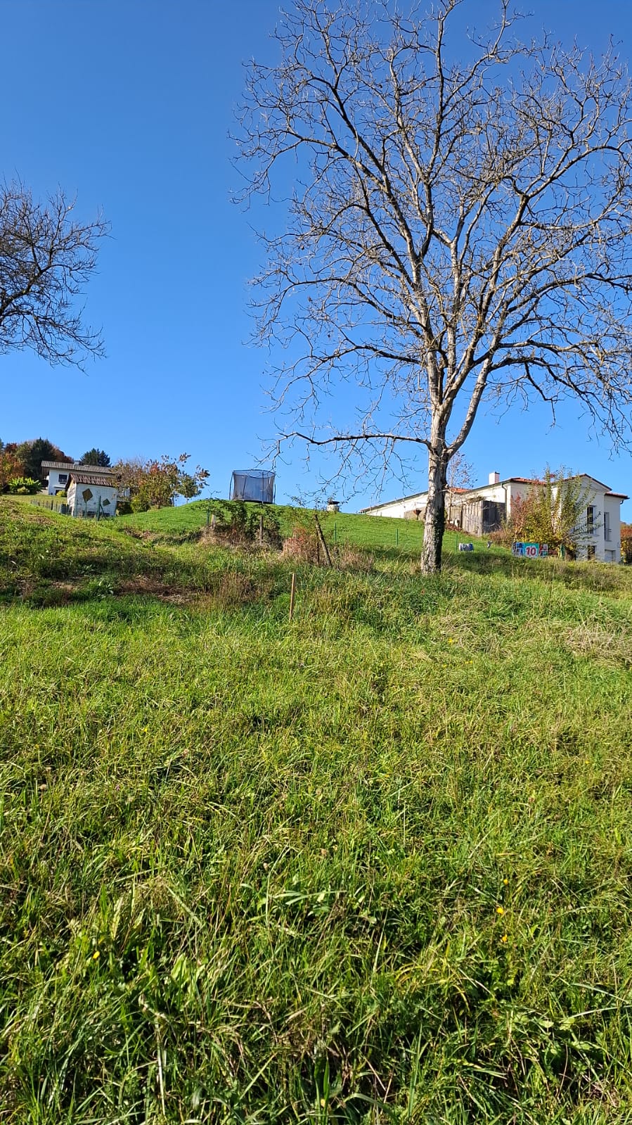 Grundstück mit Obstbaum, klarer Himmel