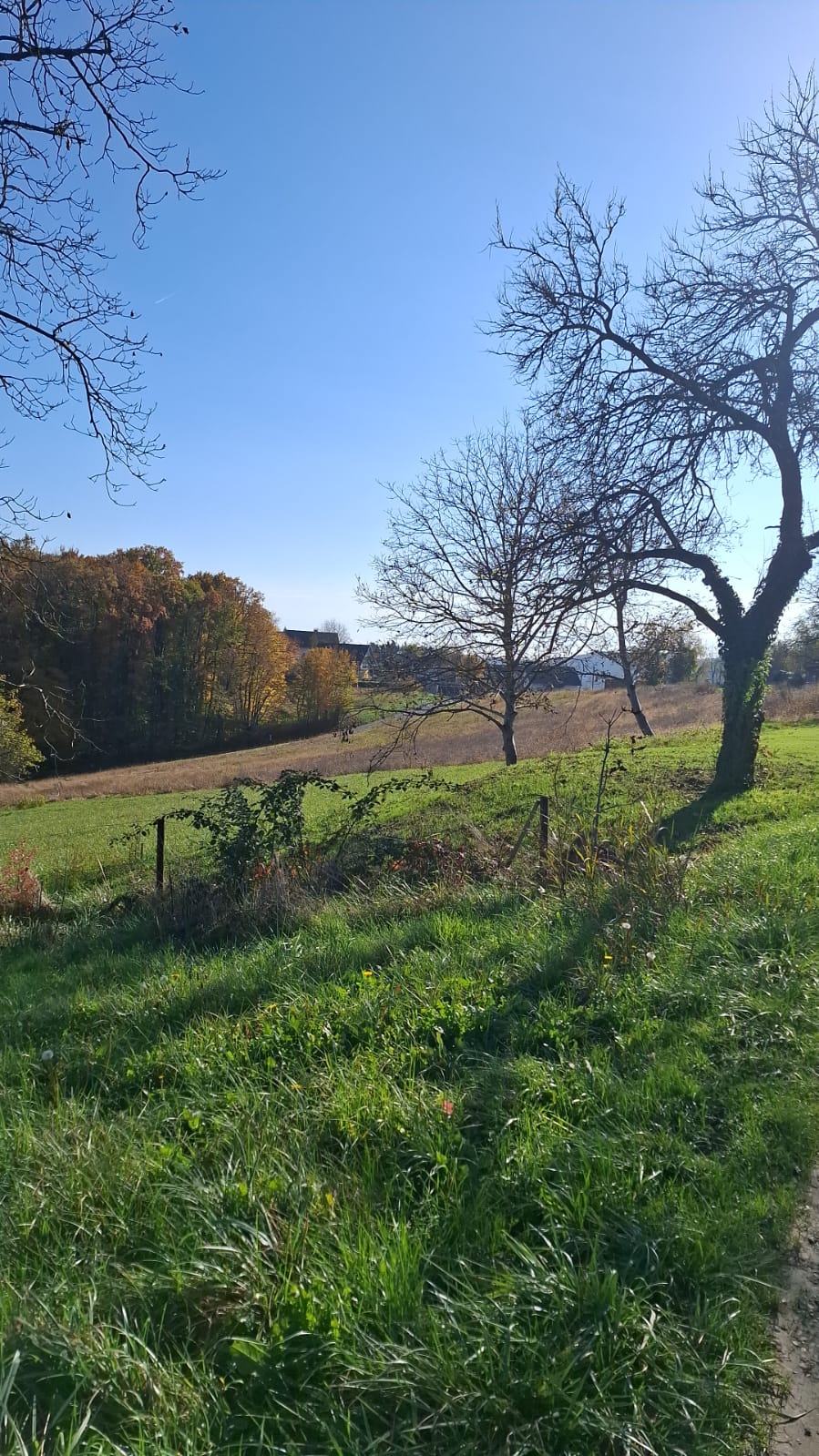 Herbstlandschaft mit Weg und Obstbaum